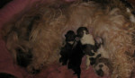 Mama Dolly Dot met haar pas geboren pupjes (25jan 2013)